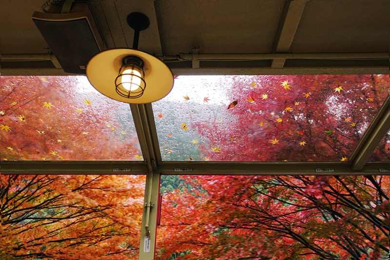 A porch light with autumn trees in the background | Fall Indoor Air Quality (IAQ) | Keep Your Home Healthy | Marble Falls, TX